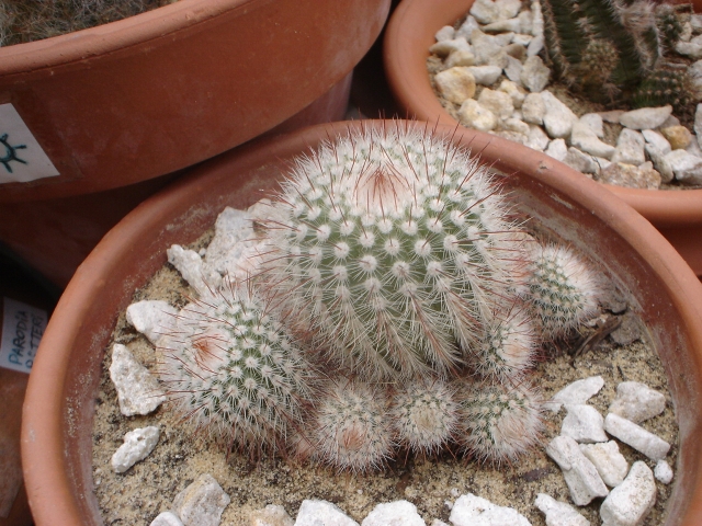 notocactus-scopa.jpg