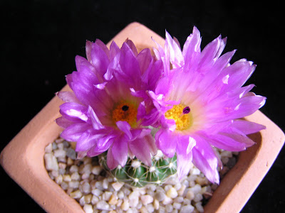 Notocactus+uebelmannianus+2(flor).JPG
