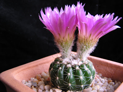 Notocactus+uebelmannianus+3(flor).JPG