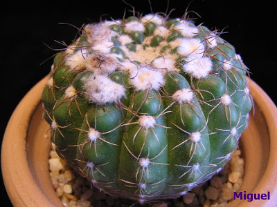 Notocactus+uelbemannianus.jpg
