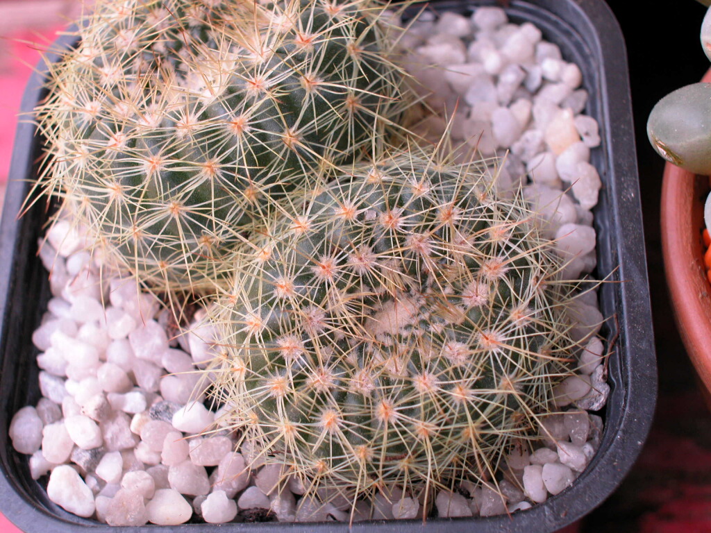 Notocactus1.jpg