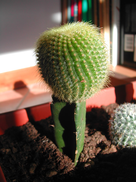 notocactus_-_hylocereus_081109.jpg