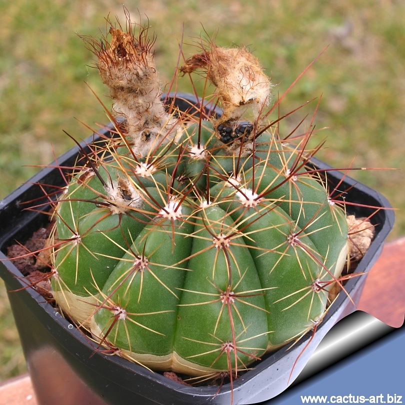 Notocactus_arecavaletai_limiticola_HU179_810.jpg