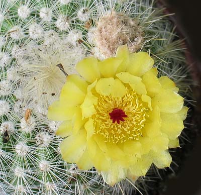 notocactus_flor.jpg