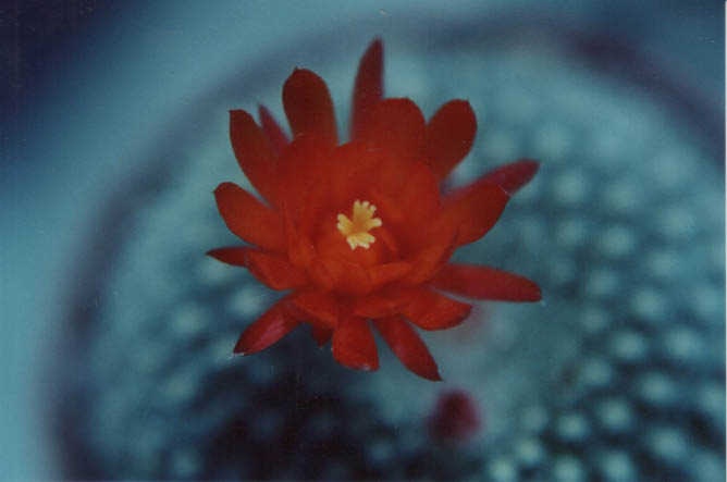 Notocactus_Haselbergii.jpg