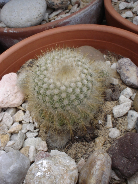 notocactus_nn.jpg