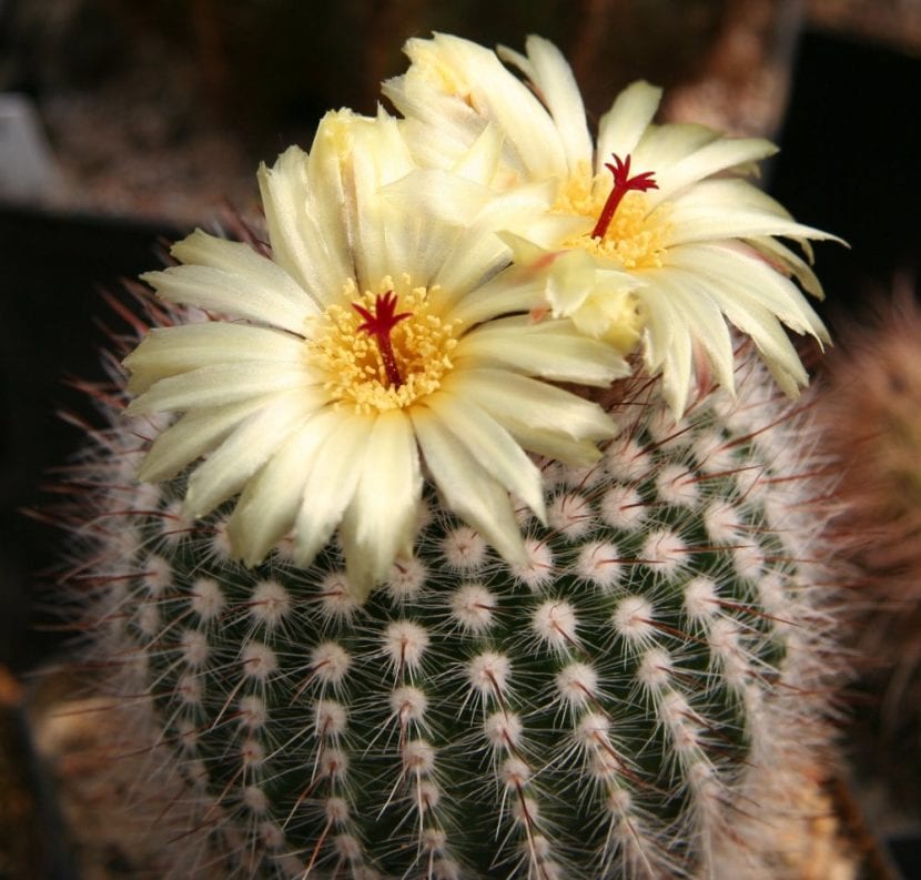 Notocactus_scopa-830x793.jpg