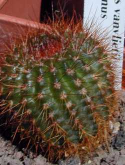 Notocactus_vanvrubri.jpg