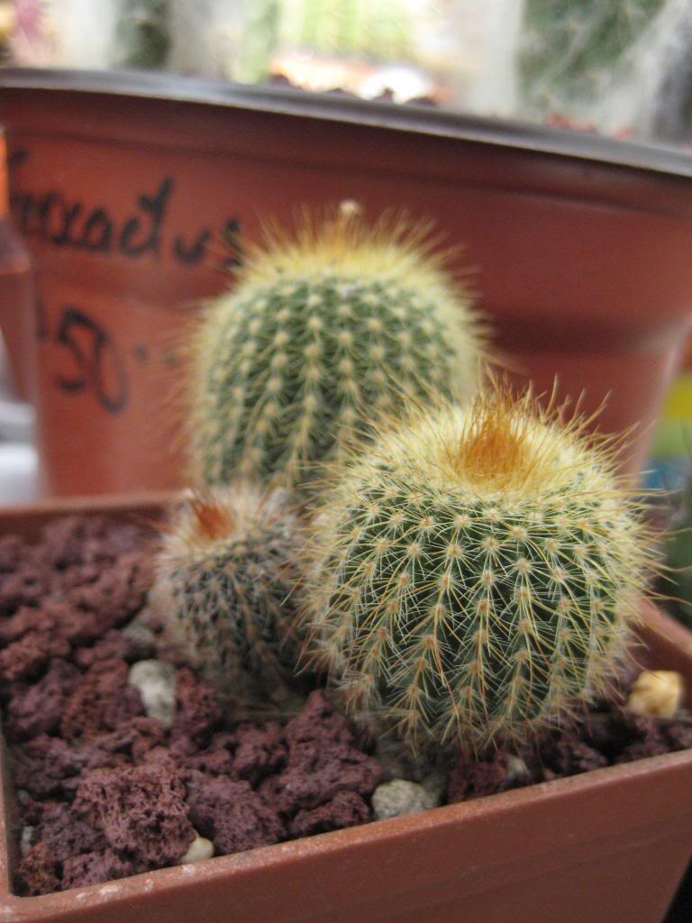 notocactusleninghausii.jpg
