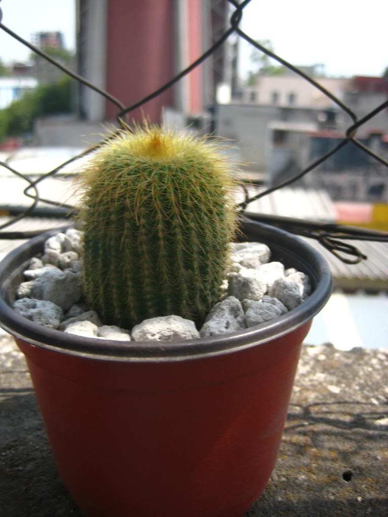 notocactusleninghausii.jpg