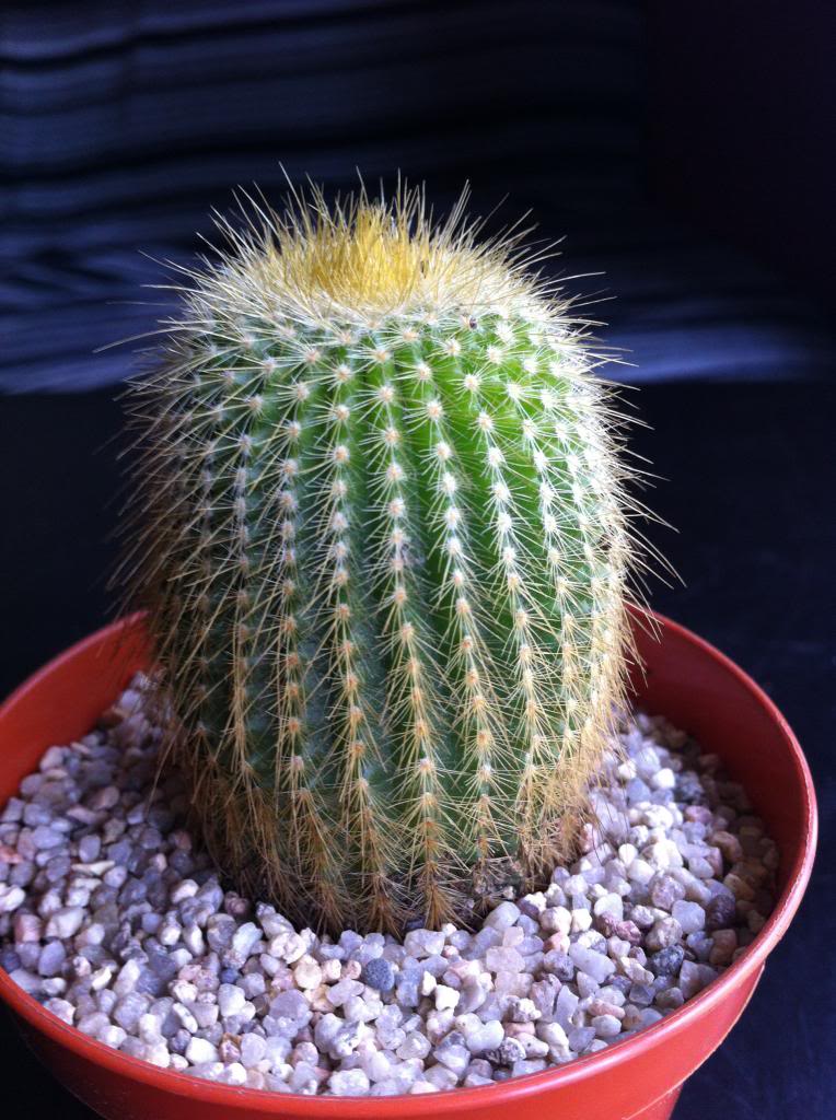 notocactusleninghausii2_zps1555cfea.jpg