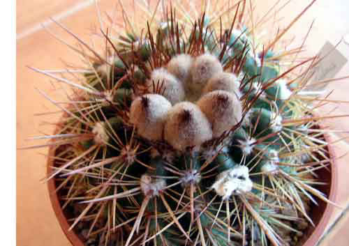 NotocactusRoseoluteus.jpg