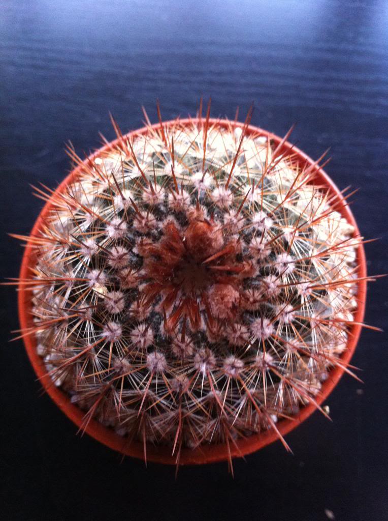 notocactusschlosserii_zpse9d85e9f.jpg