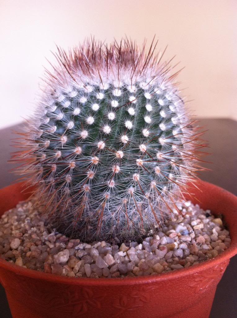 notocactusscopa2_zps502fa129.jpg