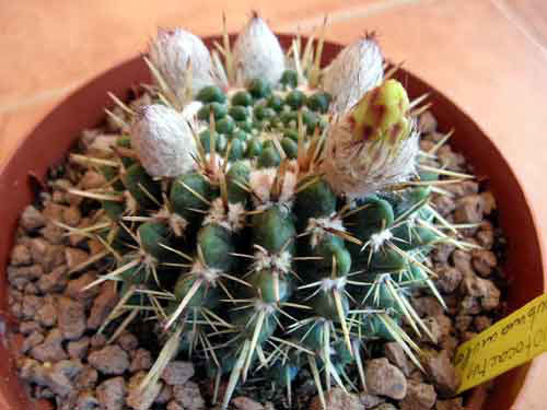 NotocactusSubmammulosus.jpg