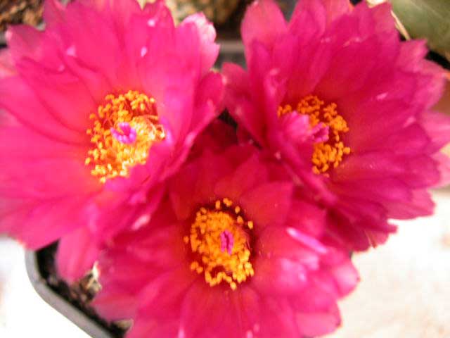 notocactusuebelbrevisp2.jpg