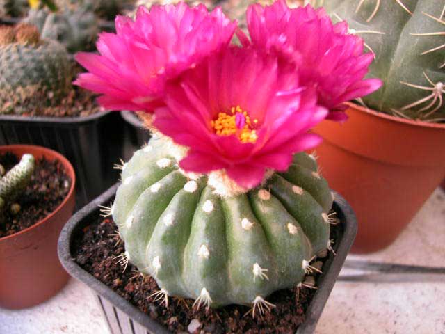 notocactusuebelbrevisp3.jpg