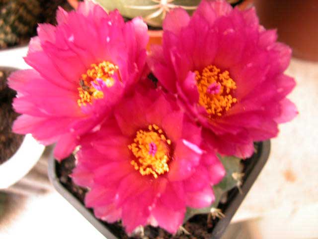 notocactusuebelbrevisp4.jpg