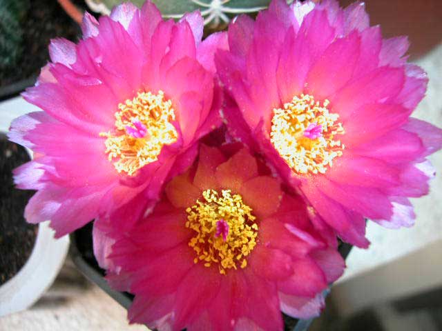 notocactusuebelbrevisp5.jpg