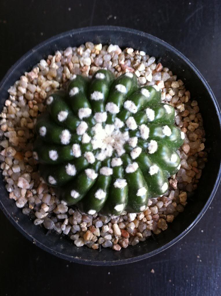 notocactusuebelmannianusbrevispinus2_zps00f58ec4.jpg