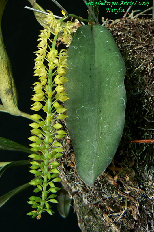 Notylia_sp_01.jpg