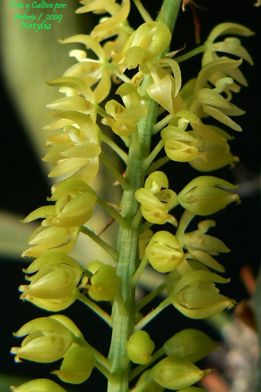 Notylia_sp_02.jpg