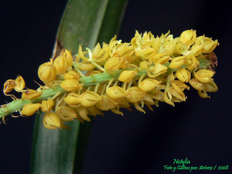 Notylia_sp_0208.jpg