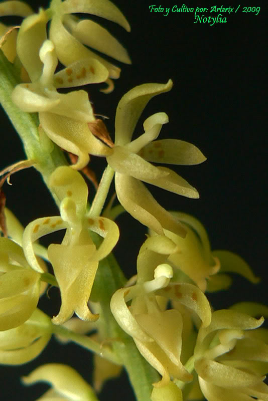Notylia_sp_03.jpg