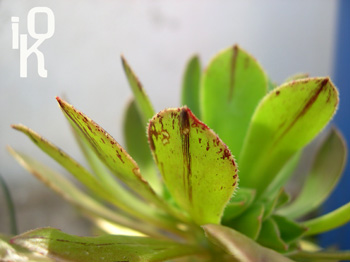 NOUaeonium.jpg