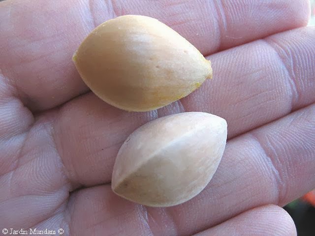 nous-ginkgo.jpg