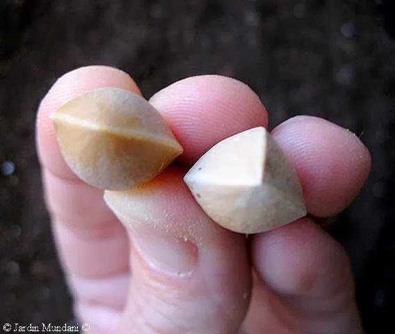nous-ginkgo1.jpg