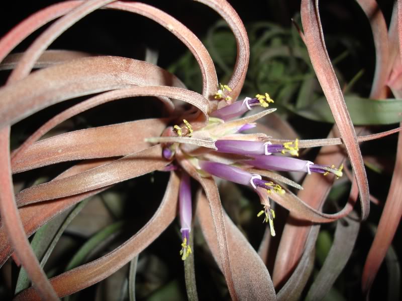 NOVflortilleric.jpg