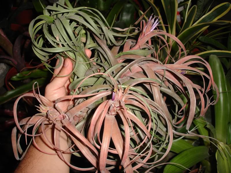 NOVtillericflor2.jpg