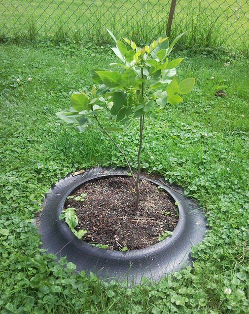 Now-youve-made-two-projects-out-of-one-tire.jpg