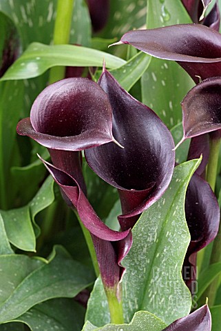 NPA_070831681_ZANTEDESCHIA_JEWEL_OF_NIGHT_CALLA.jpg