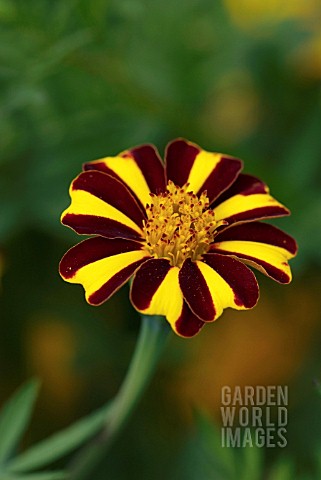 NPA_080129364_TAGETES_PATULA_GRAND_ARLEQUIN_CARNATION_DIANTHUS__INDIA_PLANT_ANNUAL.jpg