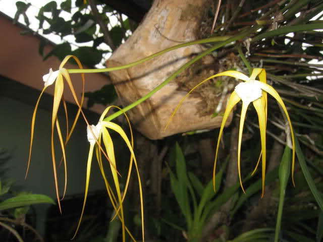 nqp929.jpg