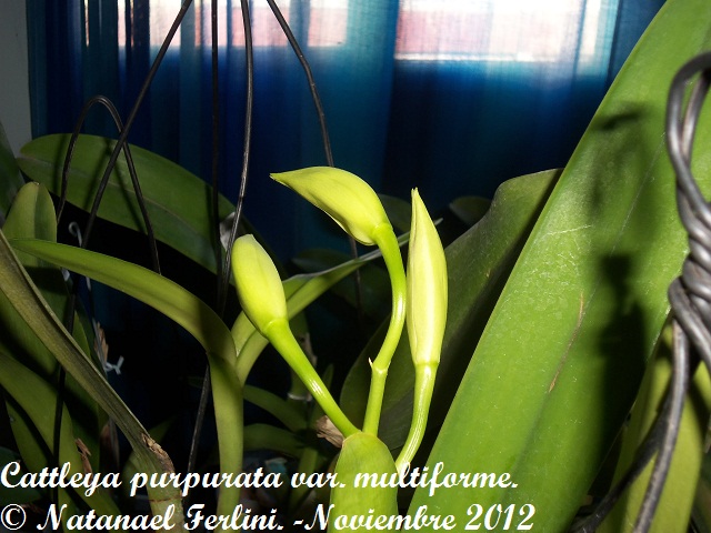 nsTp6.jpg