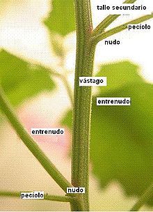 nudos.jpg