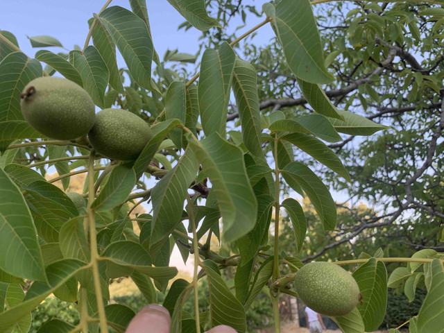 nueces01.jpg