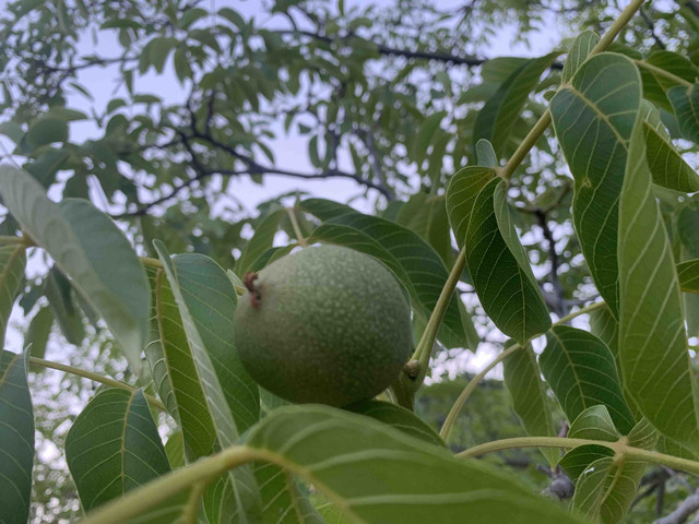 nueces02.jpg