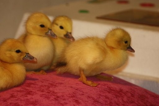 nuestros-patitos-mudos-con-una-semana-de-edad.jpg