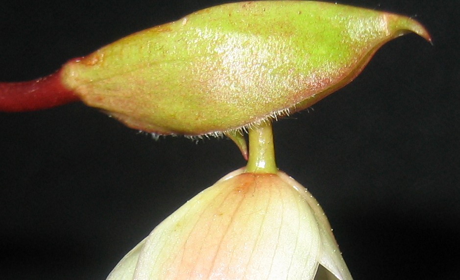 Nueva%20flor.jpg