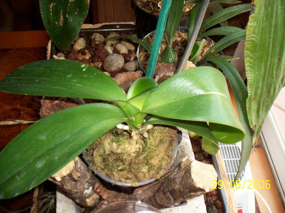 nueva hoja phal blanca.JPG
