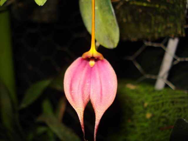 nuevas016.jpg
