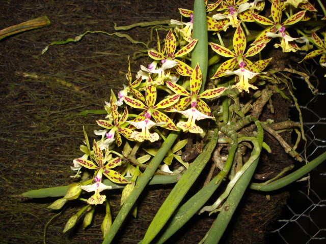 nuevas021-1.jpg