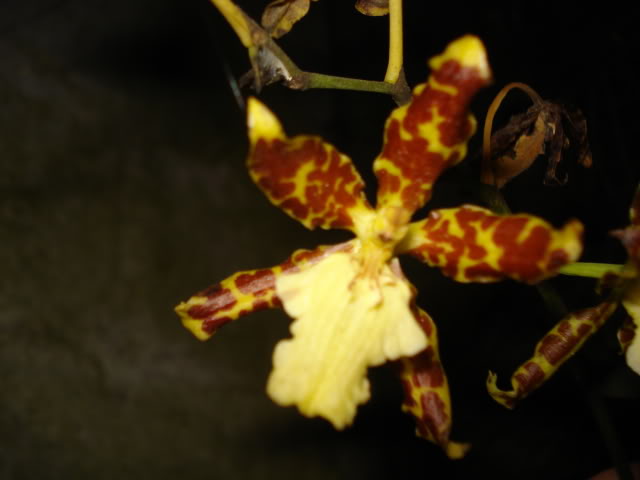 nuevas023.jpg