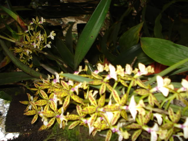 nuevas029.jpg