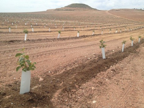 nuevas_plantaciones.jpg