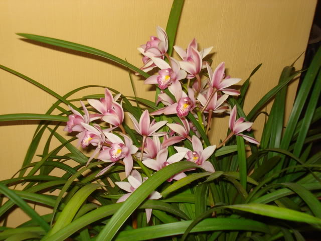 nuevasorquis005.jpg